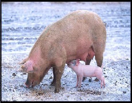 pig